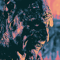 sharku